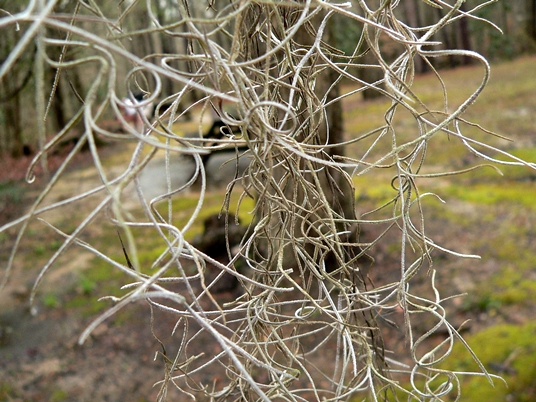 {Tillandsia usneoides}